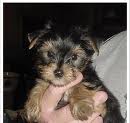 Wow lovely yorkie puppies for adoption 